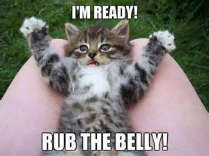 belly-kitty